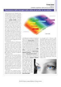 Trasmissione delle immagini dalla retina al cervello: le vie ottiche