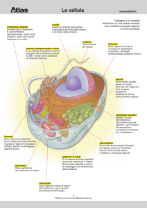 La Cellula e i Tessuti: Biologia per la Scuola Secondaria