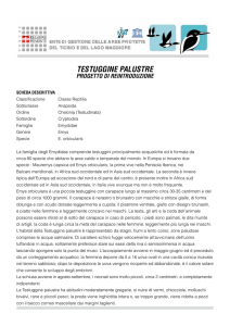 Progetto Testuggine - Parco del ticino e del lago Maggiore
