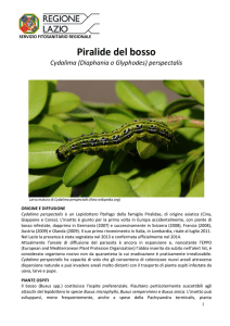 Piralide del bosso