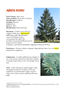 abete rosso - I Nostri Amici Alberi