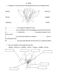 Anatomia del fiore: esercizio di scienze per bambini