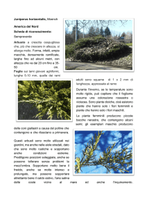 Juniperus horizontalis, Moench America del Nord Scheda di