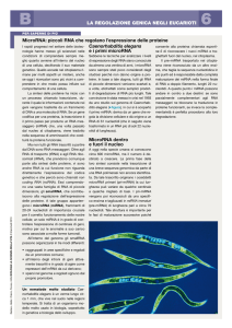 MicroRNA: piccoli RNA che regolano l`espressione delle proteine