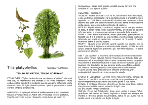 Tilia platyphyllos Famiglia TILIACEAE