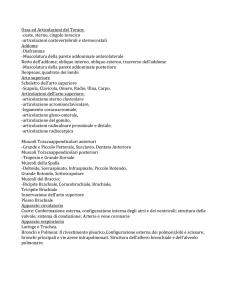 Ossa ed Articolazioni del Torace: -‐coste, sterno, cingolo toracico