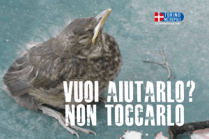 Vuoi aiutarlo? Non toccarlo - Città Metropolitana di Torino