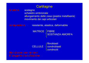 Cartilagine