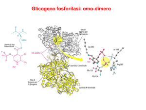 Glicogeno fosforilasi