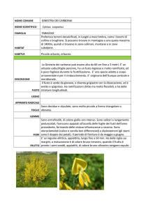 Ginestra dei carbonai