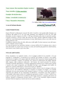 Nome comune: Bue muschiato (Inglese: moskox) Nome scientifico