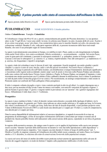 scarica la scheda - Uccelli da proteggere