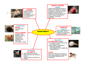 OK INVERTEBRATI