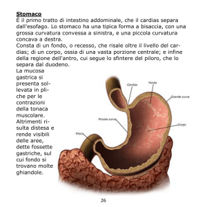 26 Stomaco È il primo tratto di intestino addominale, che il