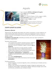 File - dimensione natura