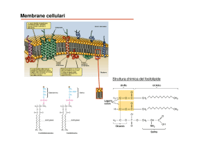Membrane cellulari