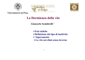 La Dormienza della vite