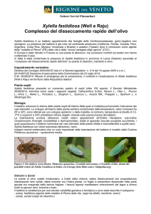 xylella fastidiosa