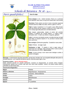 SCHEDA N. 18 PARIS QUADRIFOLIA