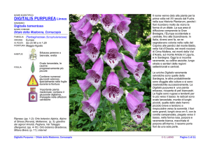D\Digitalis Purpurea