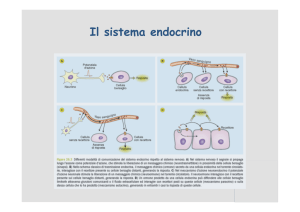 Sistema Endocrino