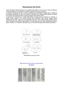 Riproduzione lievito