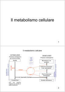 Il metabolismo cellulare