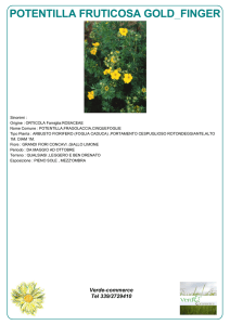 Scheda Potentilla fruticosa Gold Finger