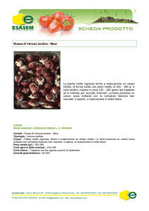 Rossa di Verona tardiva Maxi