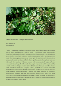 EDERA | Hedera Helix