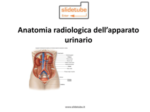 Anatomia radiologica del cranio