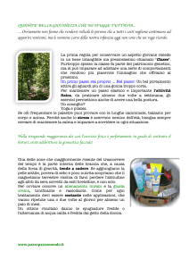 QUAND`E` BELLA GIOVINEZZA CHE MI SFUGGE TUTTAVIA