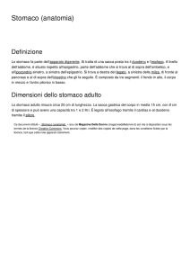 Stomaco (anatomia) - Magazine Delle Donne