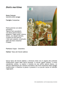 Diotis maritima - Legambiente Paestum