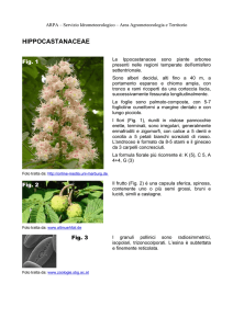 HIPPOCASTANACEAE