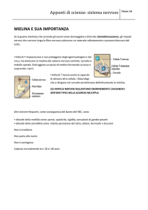Appunti di scienze: sistema nervoso
