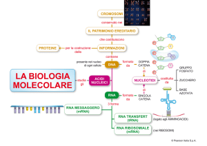 LA BIOLOGIA MOLECOLARE