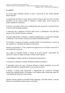 Script in italiano