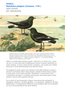 uccelli Hydrobates pelagicus (linnaeus, 1758 ) regno animale fam