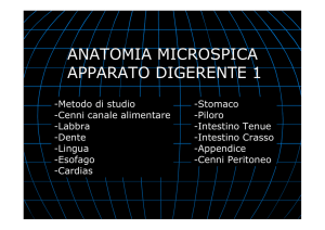 organo cavo