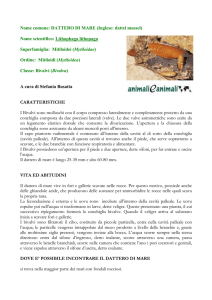 Nome comune: DATTERO DI MARE (Inglese: dattel mussel) Nome