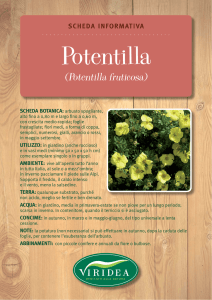 Potentilla fruticosa