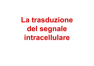 La trasduzione del segnale intracellulare