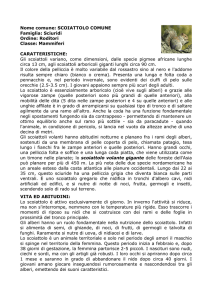 Nome comune: SCOIATTOLO COMUNE (Inglese: squirrel)
