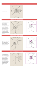 Scarica Tavole anatomiche