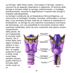 35 La Faringe: dalle fosse nasali, l`aria passa in faringe