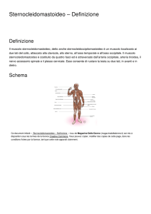 Sternocleidomastoideo – Definizione