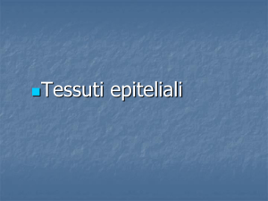 Tessuti epiteliali