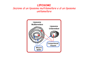 Liposomi File - e