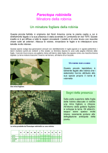 Parectopa robiniella Minatore della robinia